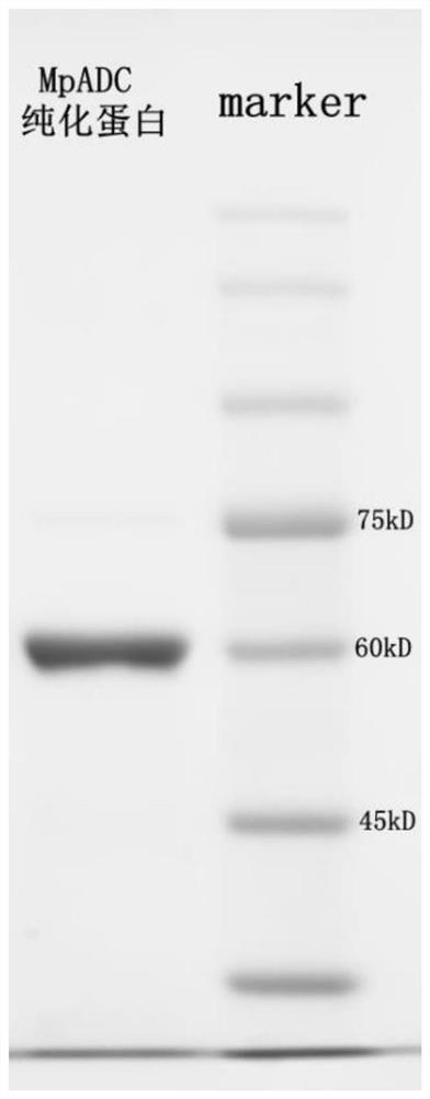 L-aspartate-alpha-decarboxylase and application thereof