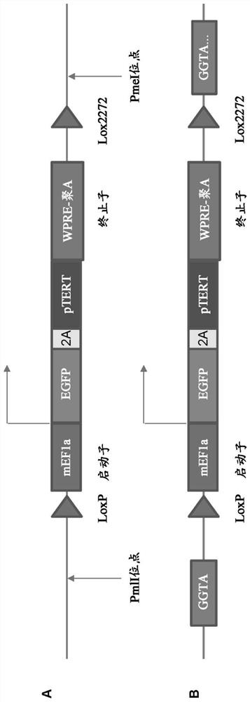 Systems and methods for controlling cell behavior