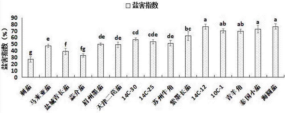 Method for rapidly identifying salt tolerance of eggplants