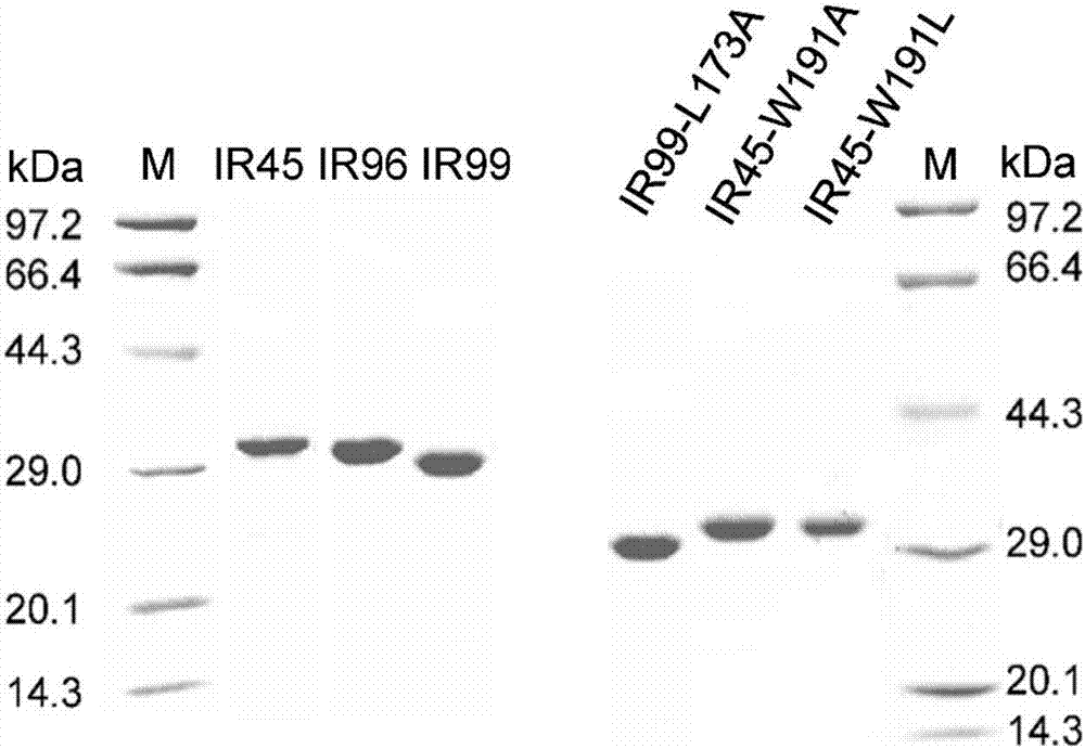 Application of imine reductase and mutant thereof in synthesis of (S)-1-aryl-1, 2, 3, 4-tetrahydroisoquinoline