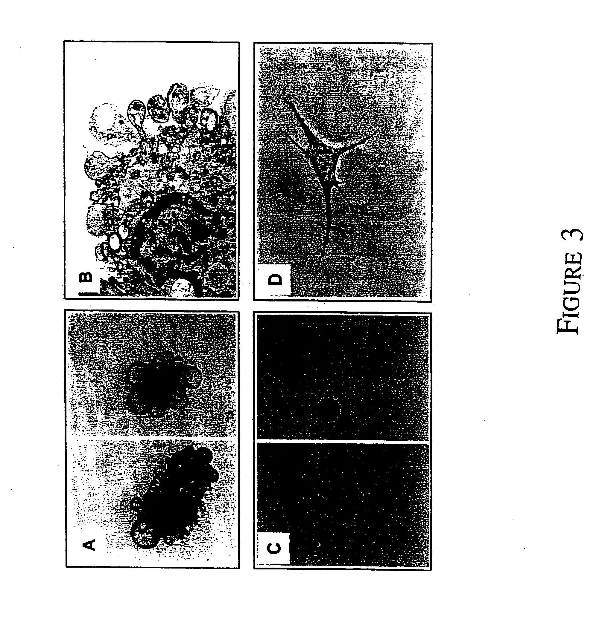 Mesenchymal precursor cell