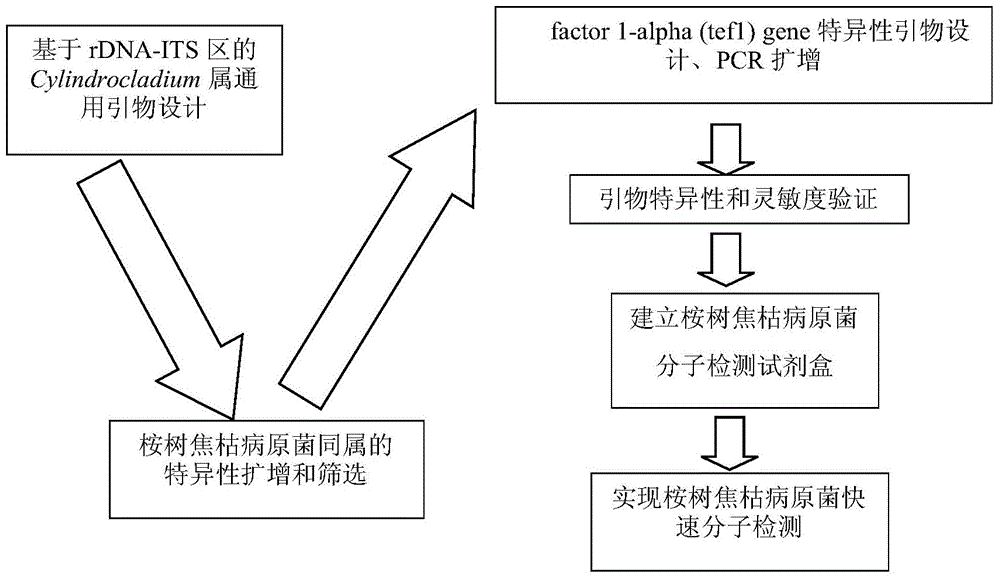 Double PCR (polymerase chain reaction) detection kit for cylindrocladium scoparium and application method thereof