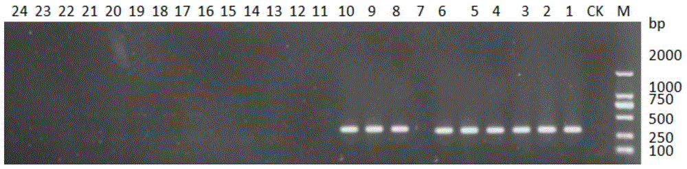 Double PCR (polymerase chain reaction) detection kit for cylindrocladium scoparium and application method thereof