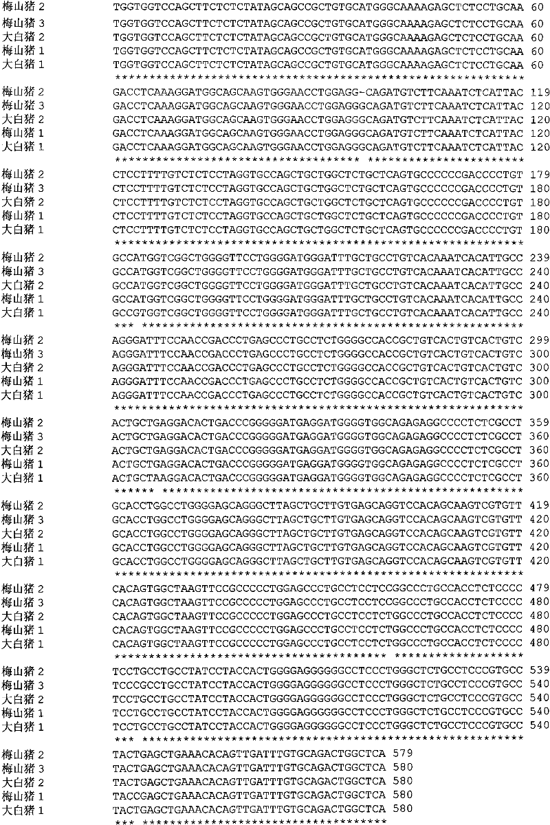 Genetic marker by taking pig miR-27a precursor flanking sequence SNP as trait of litter size of pig and application