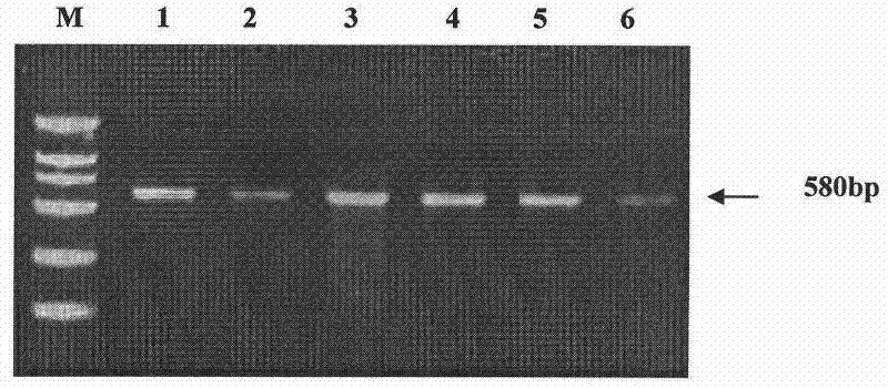 Genetic marker by taking pig miR-27a precursor flanking sequence SNP as trait of litter size of pig and application