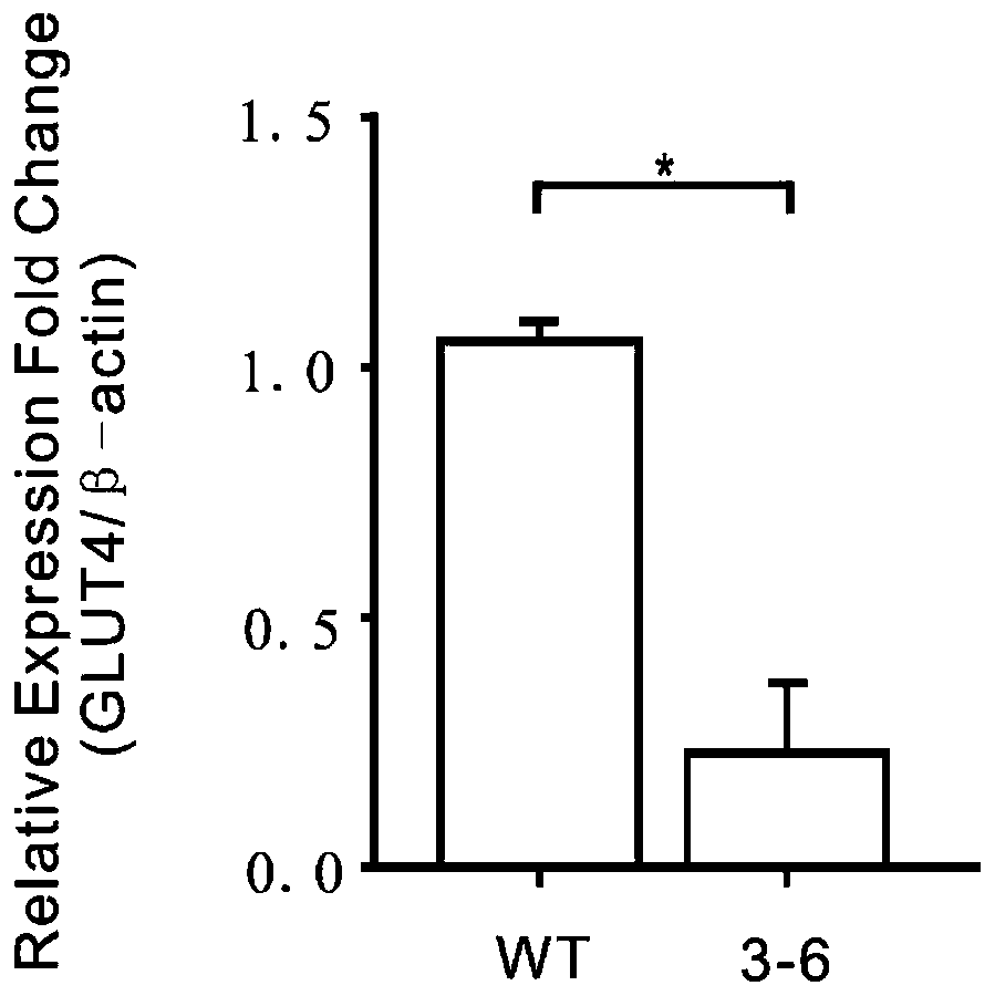 GLUT4 gene knock-out sgRNA, A549 cell line and construction method of A549 cell line