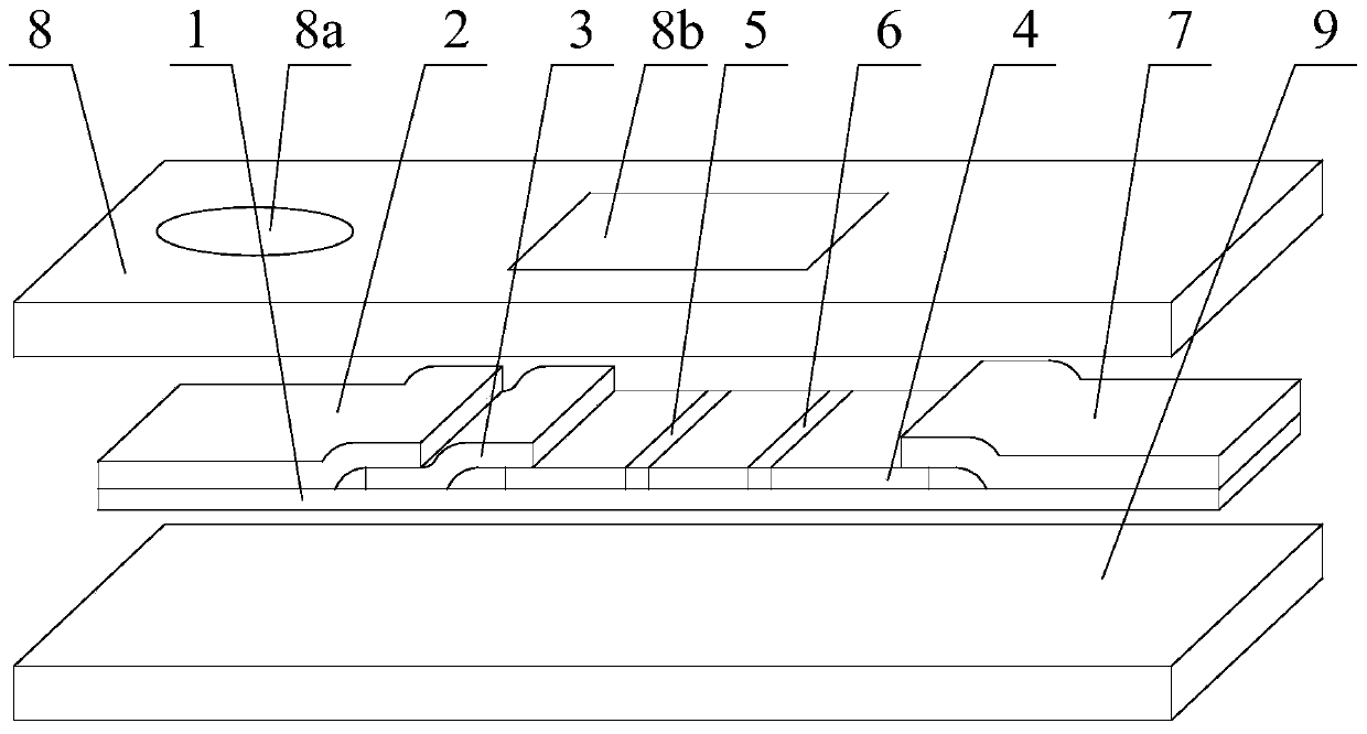 Detection test paper for detecting brucella antibody