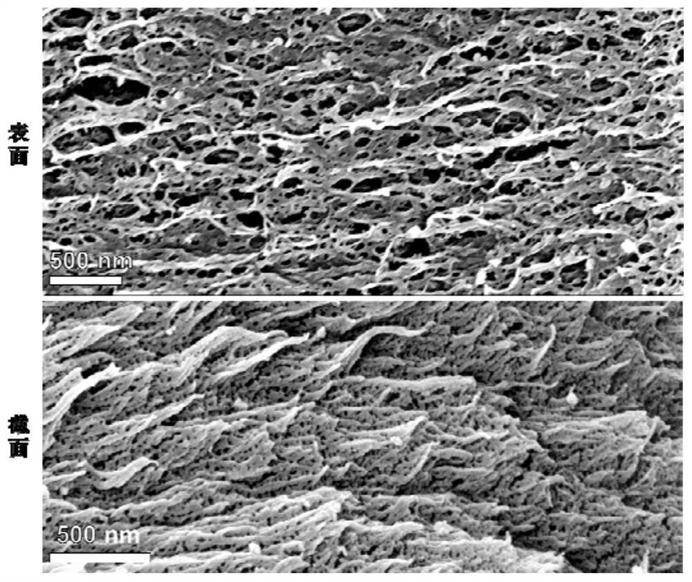 Highly oriented cellulose airgel and its preparation method