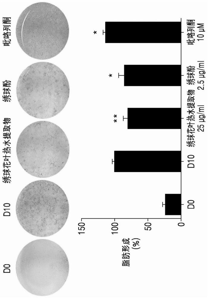 Composition for fat formation inhibition and body fat reduction, containing hydrangenol as active ingredient