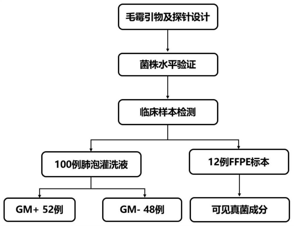 Primer and probe of invasive mucor pathogenic bacteria, implementation method and detection system thereof