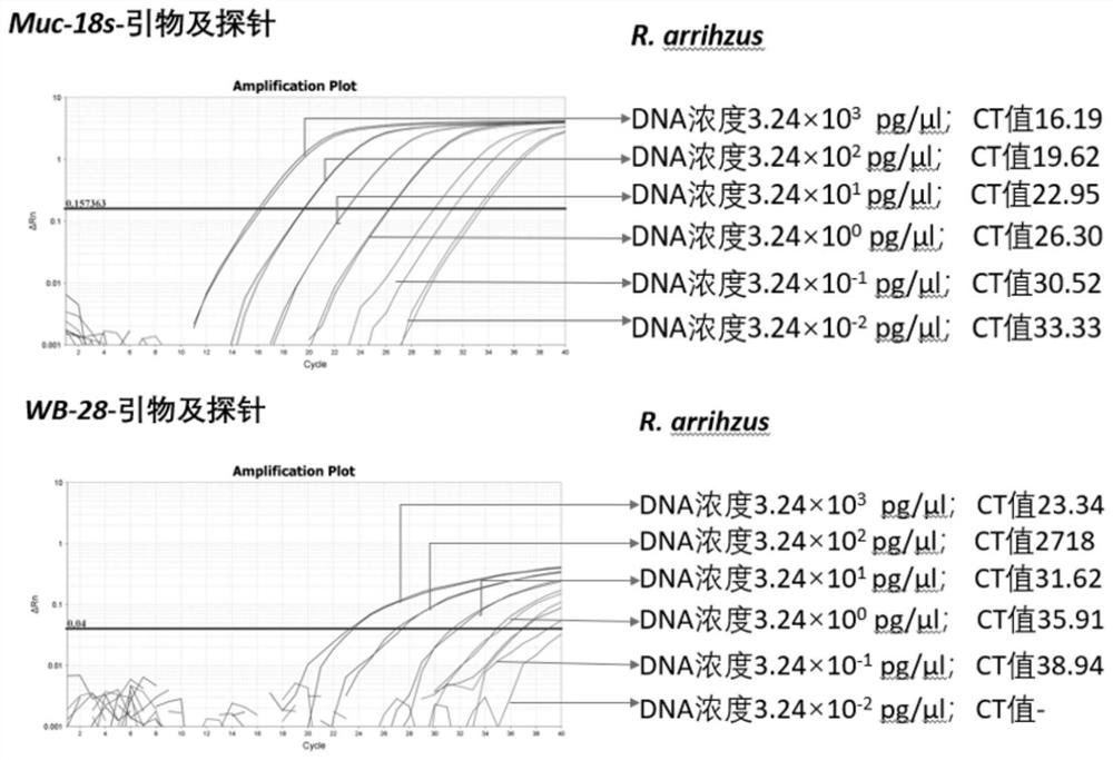 Primer and probe of invasive mucor pathogenic bacteria, implementation method and detection system thereof