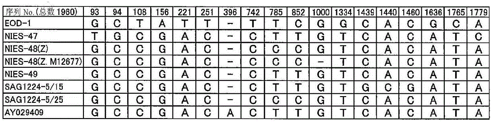 Euglena spp. microalgae, polysaccharide manufacturing method, and organic compound manufacturing method