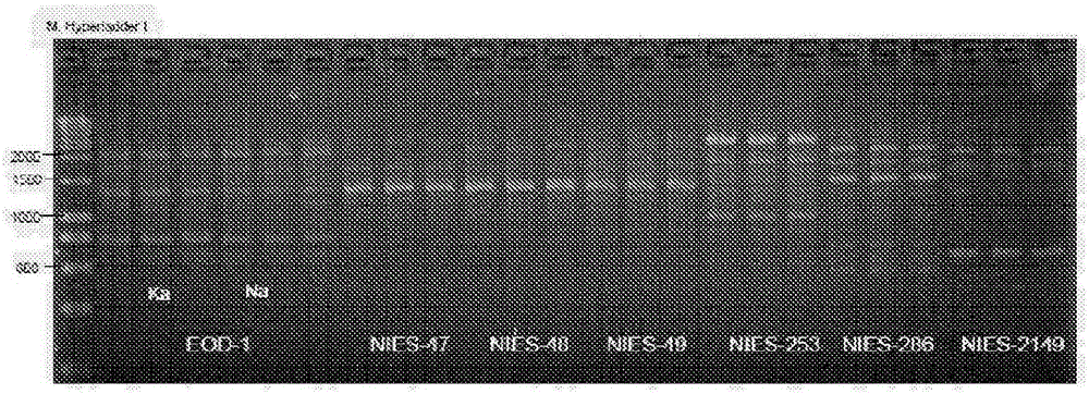 Euglena spp. microalgae, polysaccharide manufacturing method, and organic compound manufacturing method