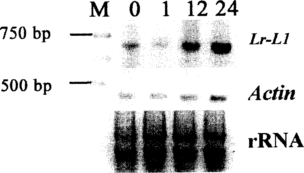 Wheat disease-resistant gene Lr-L1 and its use