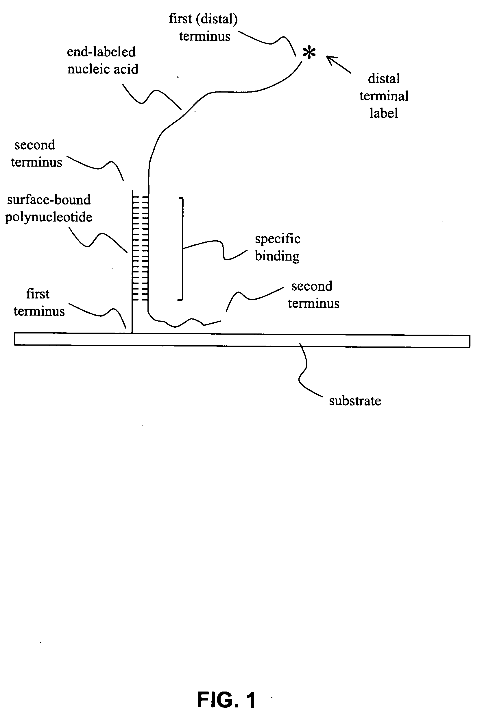 Methods and compositions for reducing label variation in array-based comparative genome hybridization assays