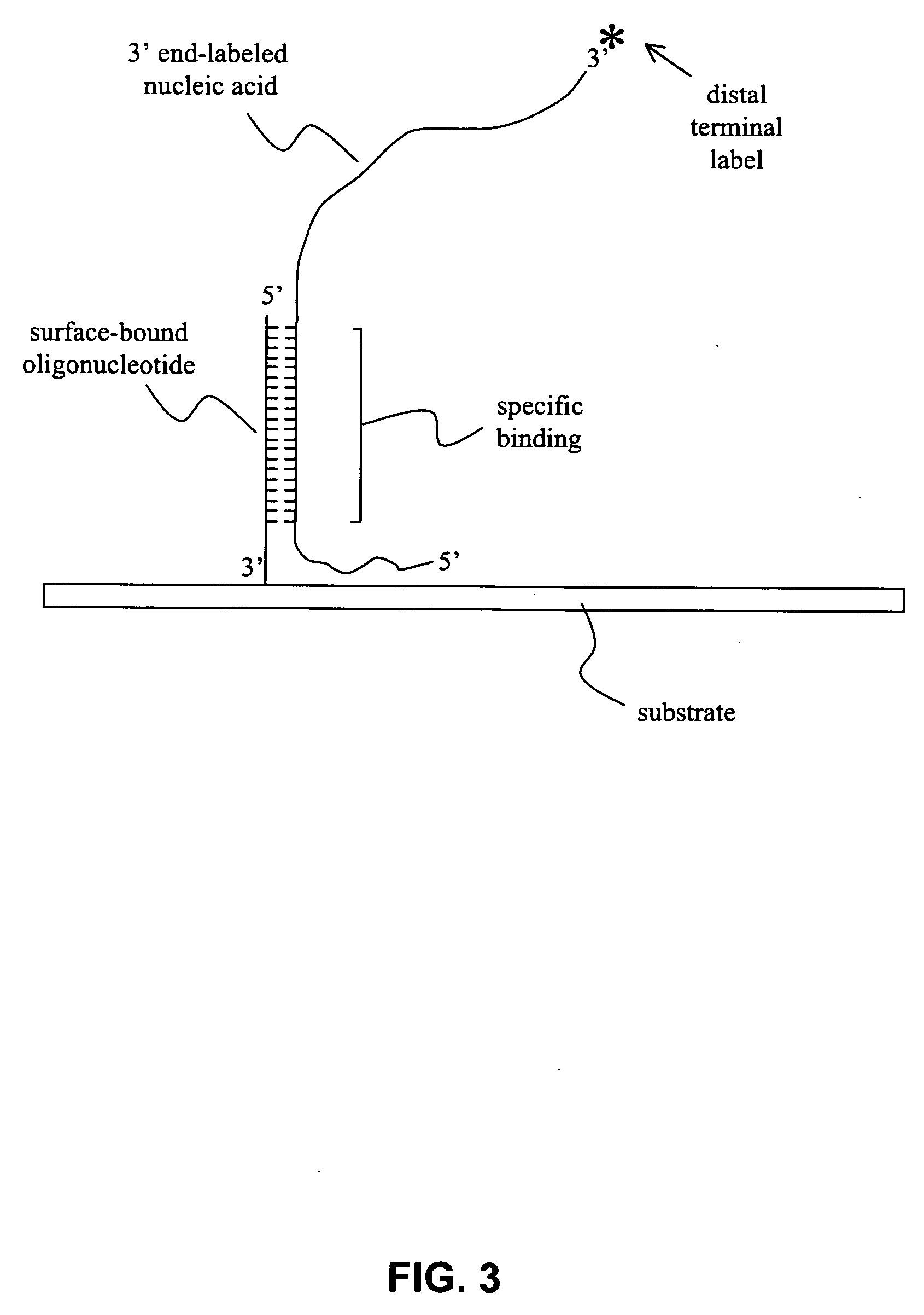 Methods and compositions for reducing label variation in array-based comparative genome hybridization assays