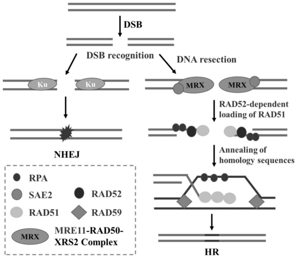 Saccharomyces cerevisiae genetically engineered bacterium for enhancing homologous recombination capability and application thereof