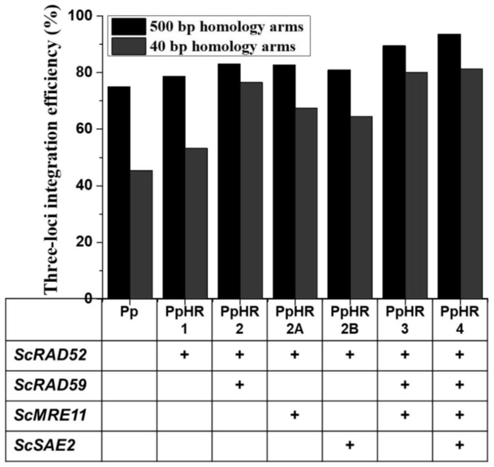 Saccharomyces cerevisiae genetically engineered bacterium for enhancing homologous recombination capability and application thereof