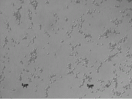 Burkholderia pyrrocinia and application thereof