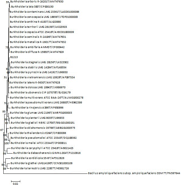 Burkholderia pyrrocinia and application thereof