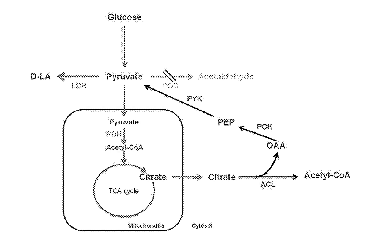 Microorganism producing lactic acid and method for producing lactic acid using same