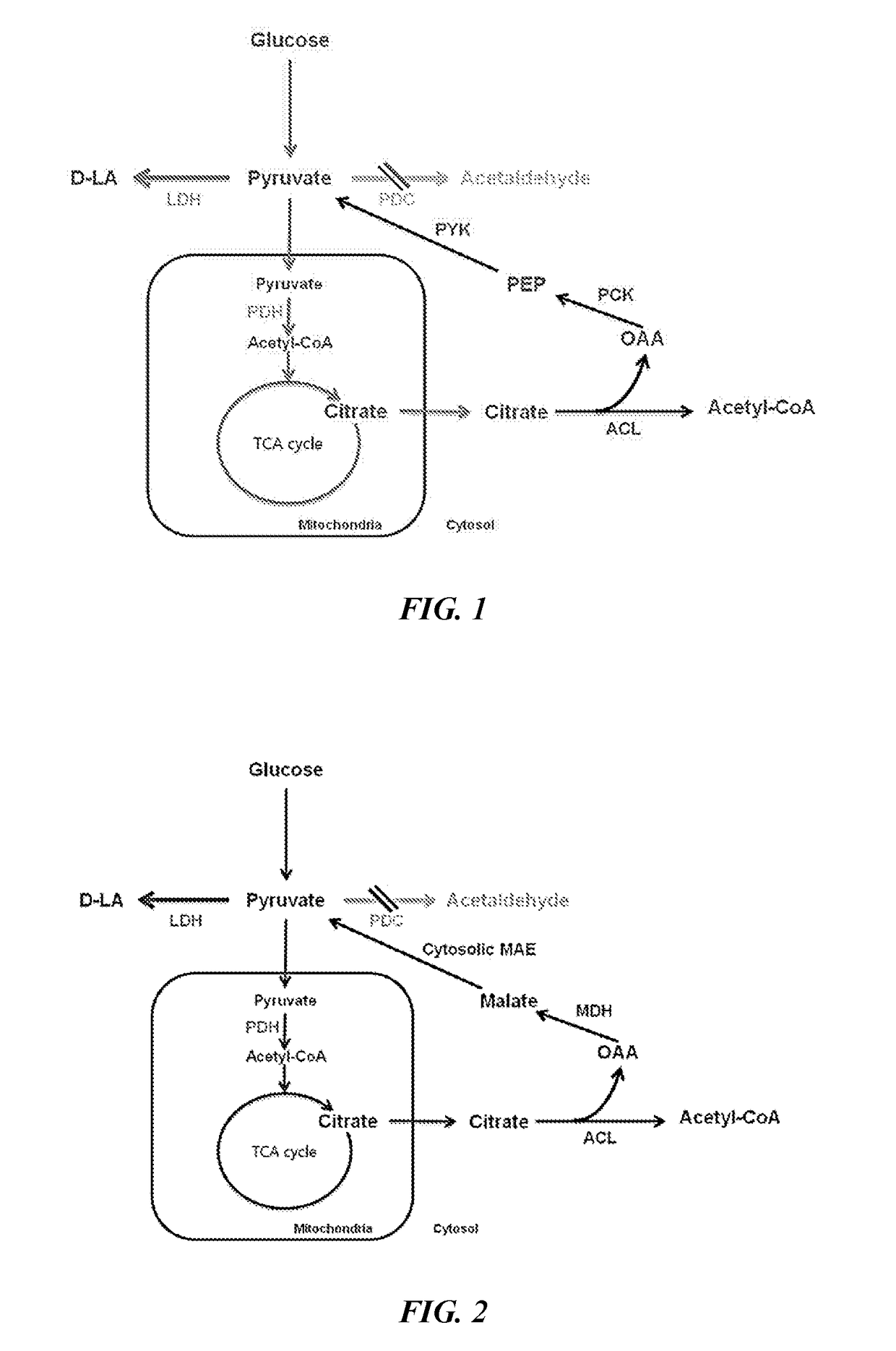 Microorganism producing lactic acid and method for producing lactic acid using same