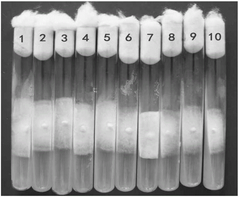 Method evaluating black fungus mycelium high temperature resistance feature