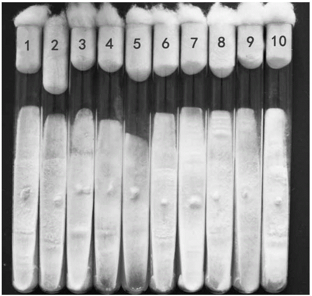 Method evaluating black fungus mycelium high temperature resistance feature