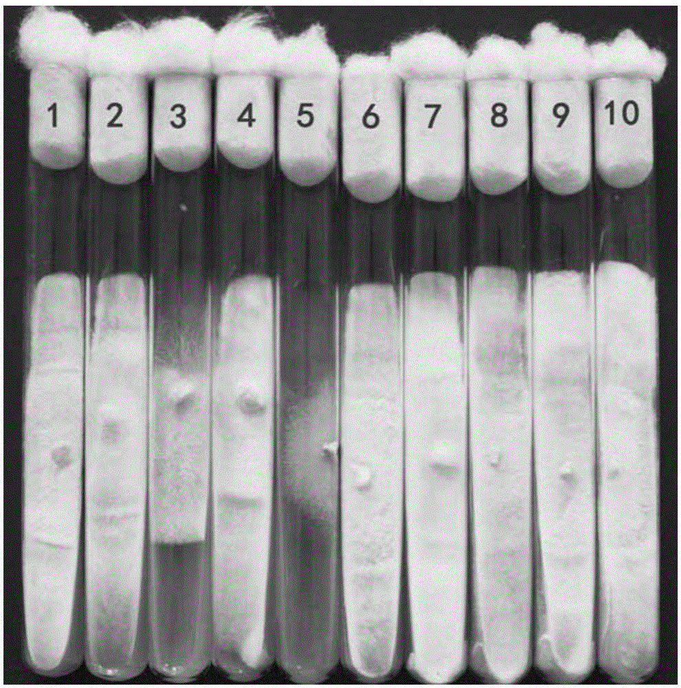 Method evaluating black fungus mycelium high temperature resistance feature