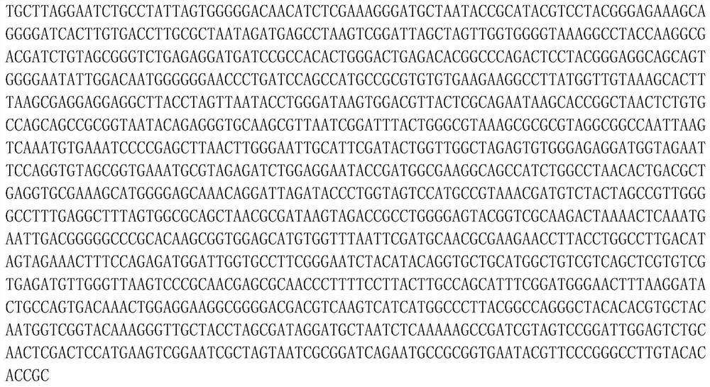 Aboriginal efficient denitrification strains of acinetobacter baylyi A9 and citrobacter youngae A13 from rare earth mineral leaching space leachate, and application of aboriginal efficient denitrification strains of acinetobacter baylyi A9 and citrobacter youngae A13 from rare earth mineral leaching space leachate