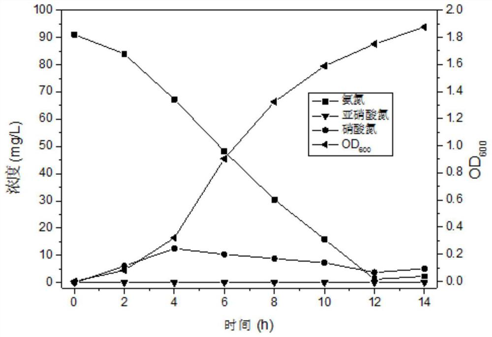 Aboriginal efficient denitrification strains of acinetobacter baylyi A9 and citrobacter youngae A13 from rare earth mineral leaching space leachate, and application of aboriginal efficient denitrification strains of acinetobacter baylyi A9 and citrobacter youngae A13 from rare earth mineral leaching space leachate