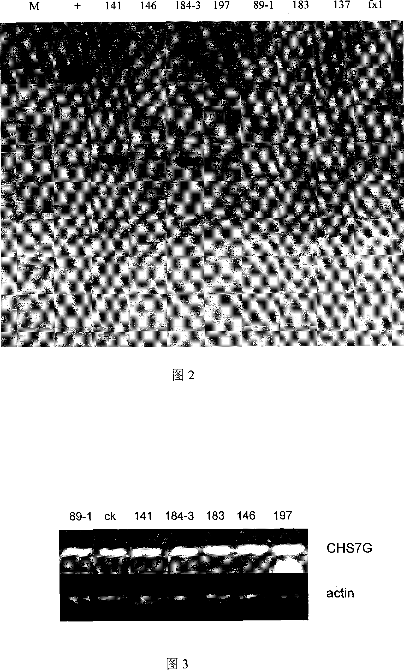 Glycyrrhiza uralensis chalcone synthetase, encoding gene and application thereof