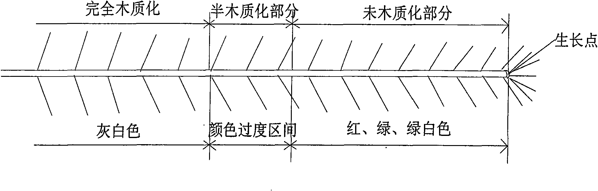 Method for cutting and propagating chamelaucium plant