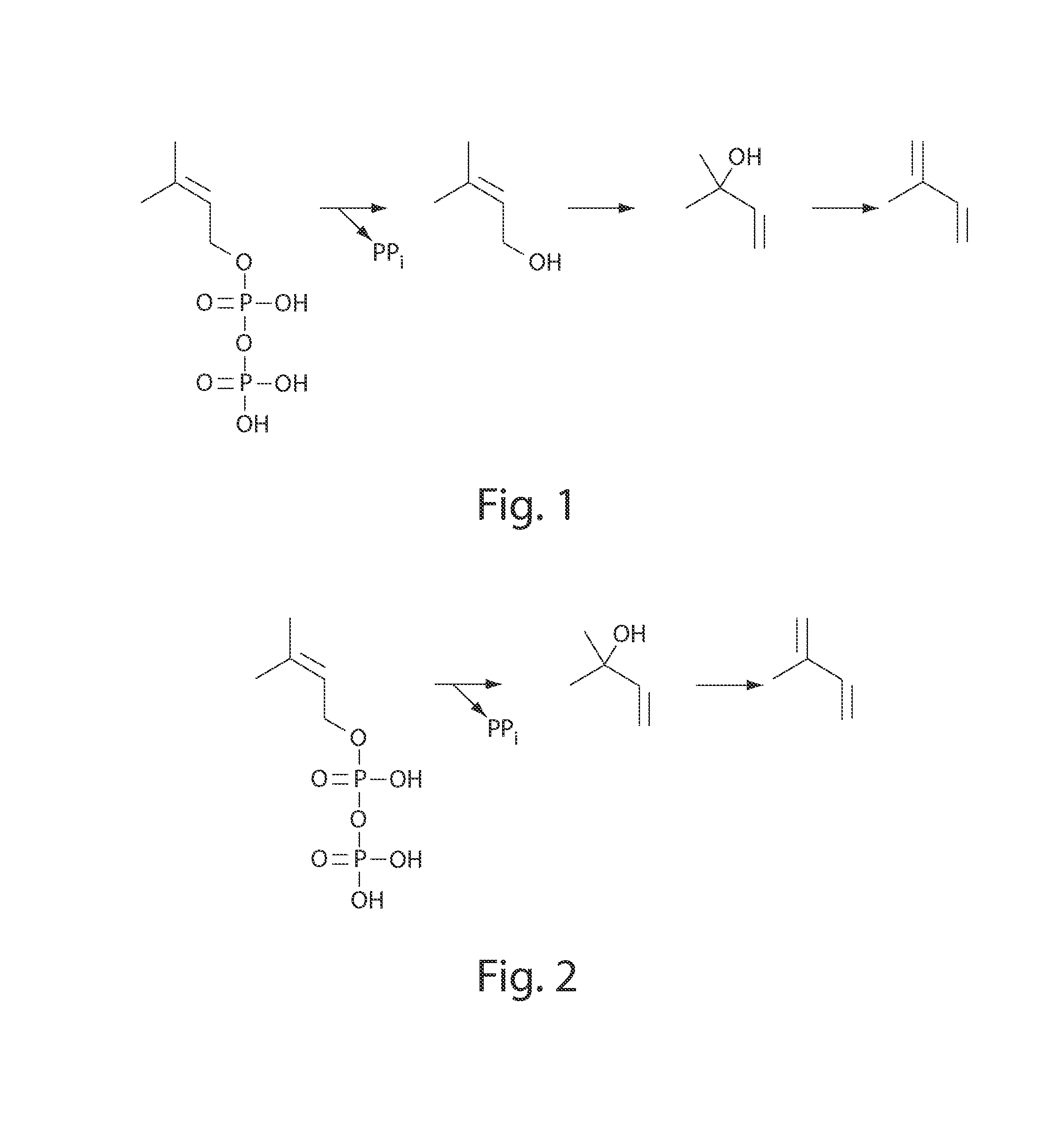 Microorganisms and processes for the production of isoprene