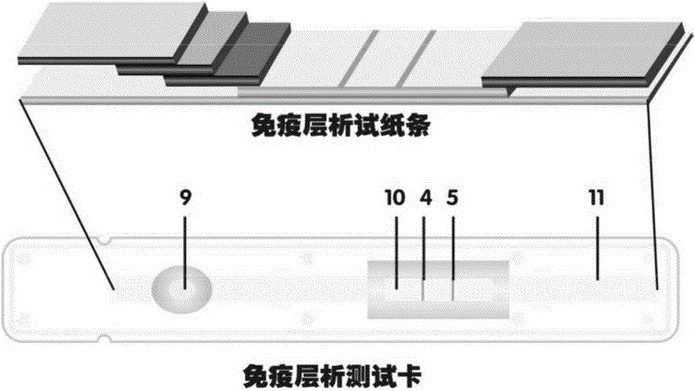 Fluorescence immunochromatography kit for quantitative detection of human epididymis secretory protein-4 and preparation method thereof