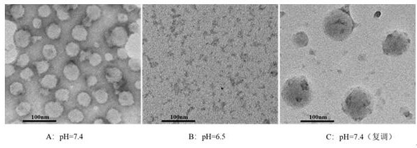 Amphiphilic graft copolymer and application thereof