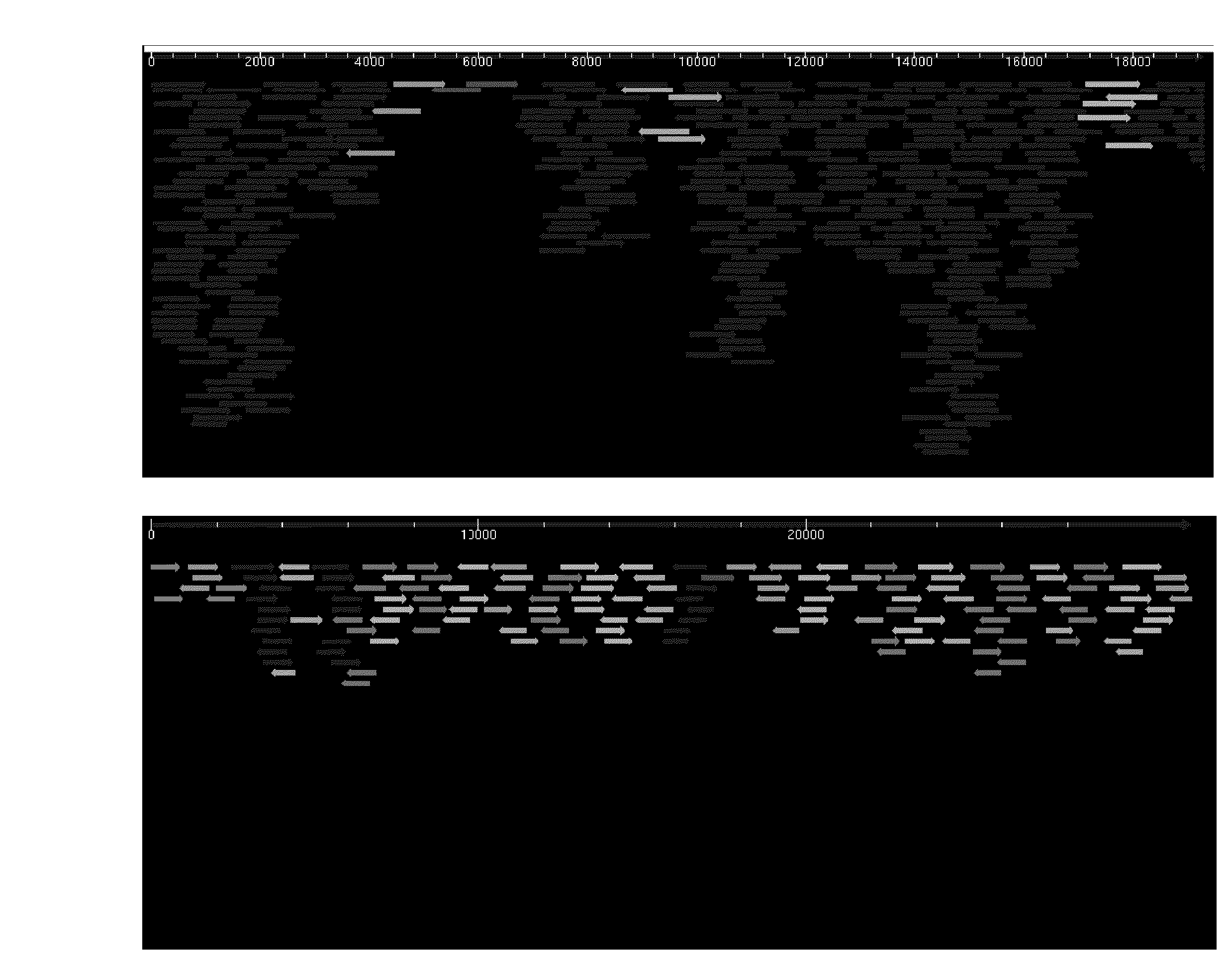 Genomic library construction