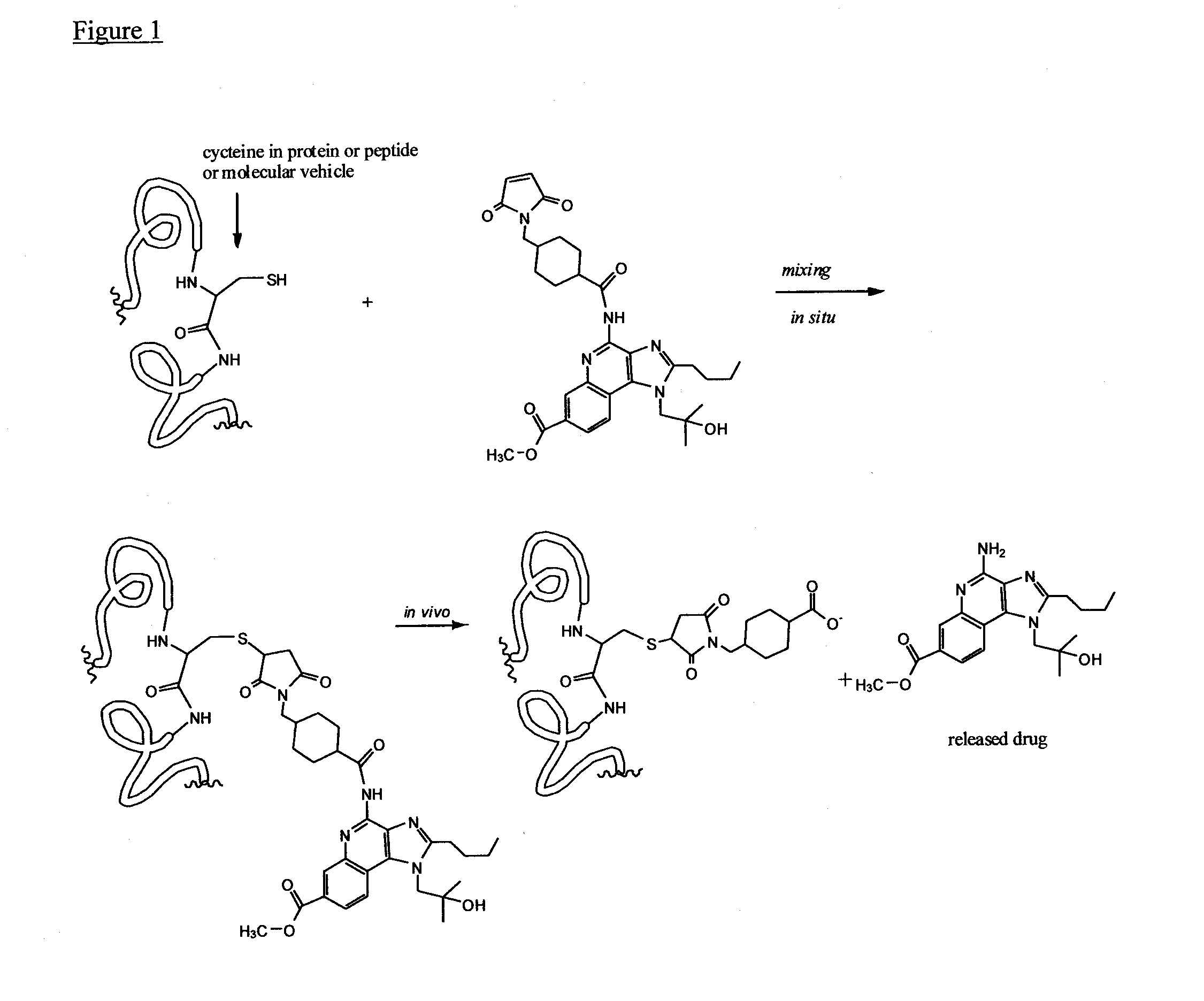 Immunomodulators and immunomodulator conjugates