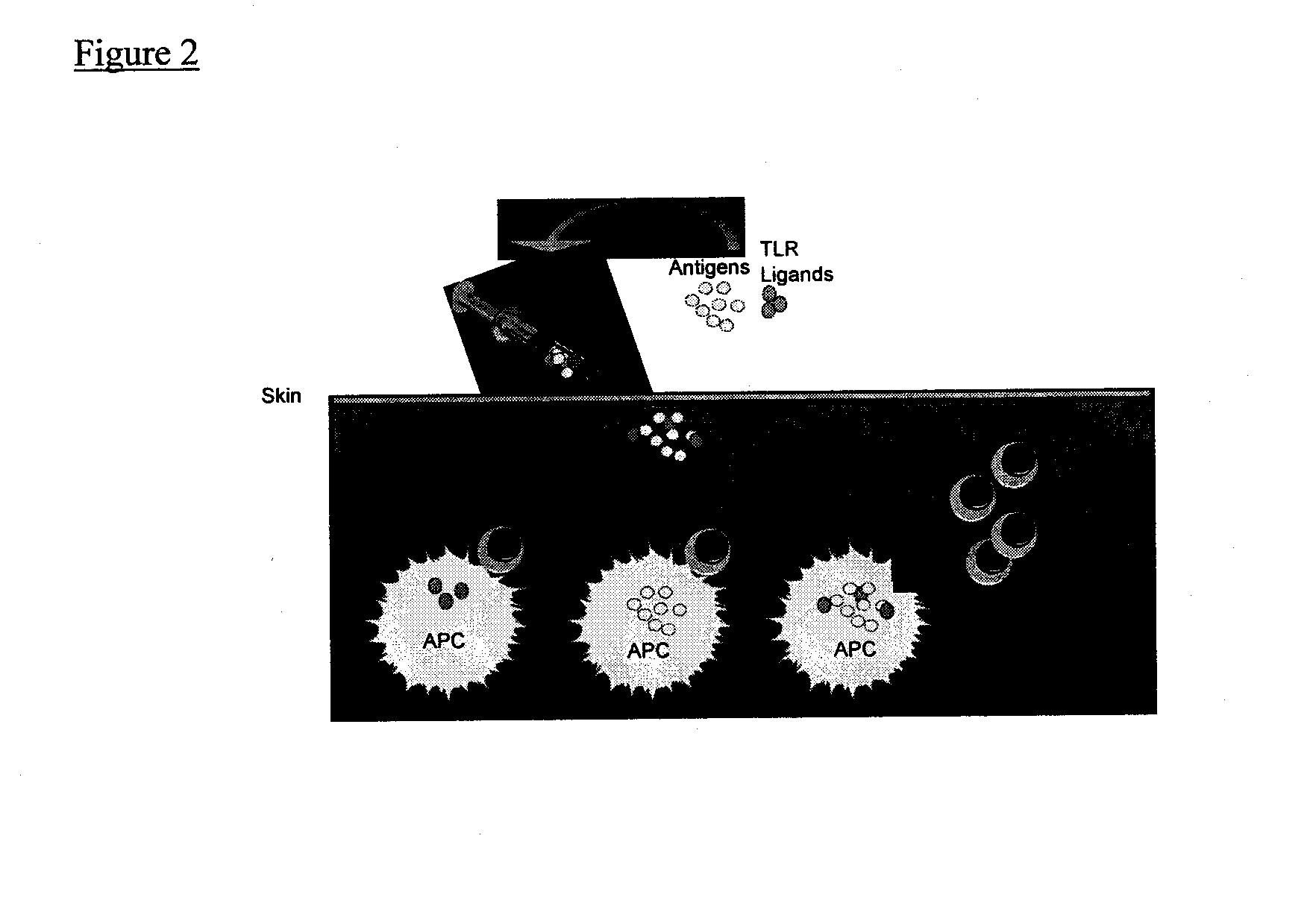 Immunomodulators and immunomodulator conjugates