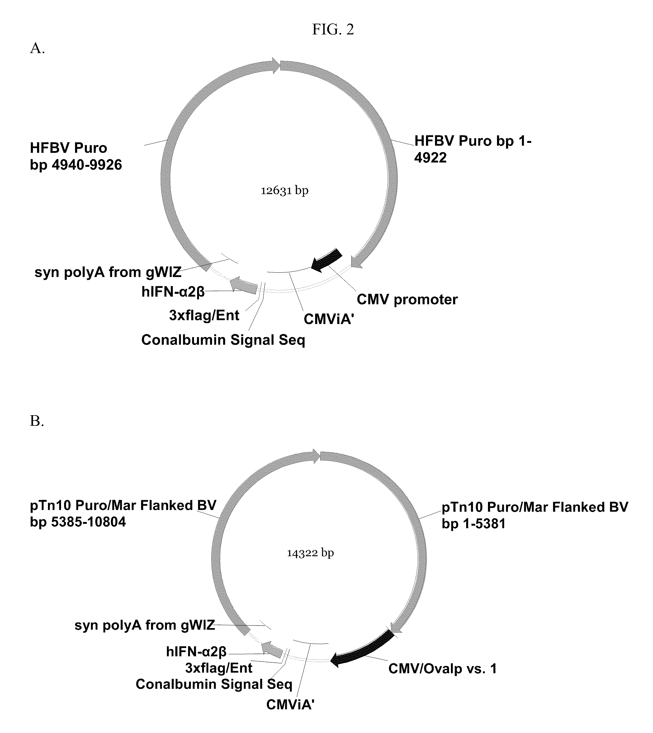 Novel Vectors for Production of Interferon