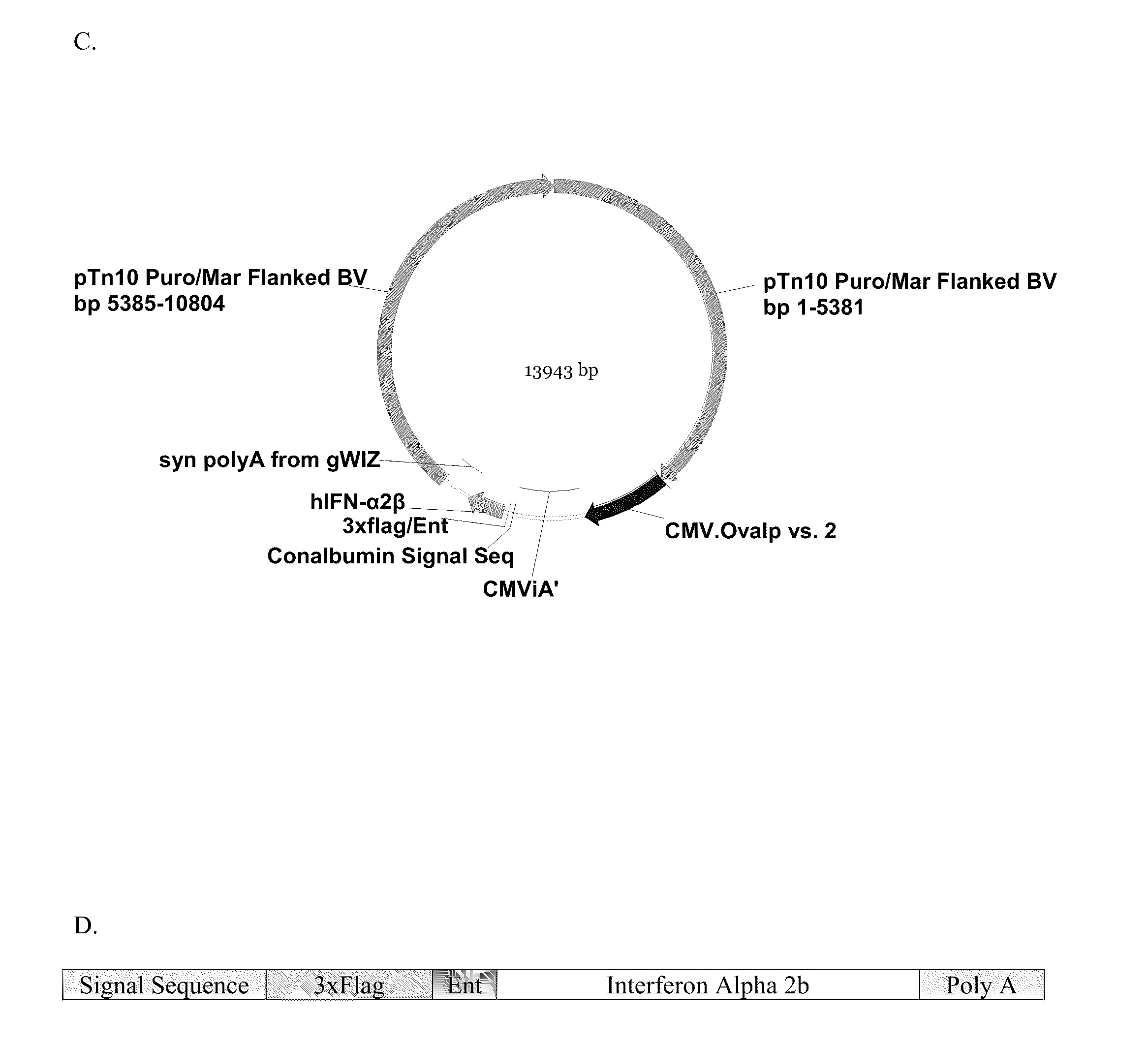 Novel Vectors for Production of Interferon