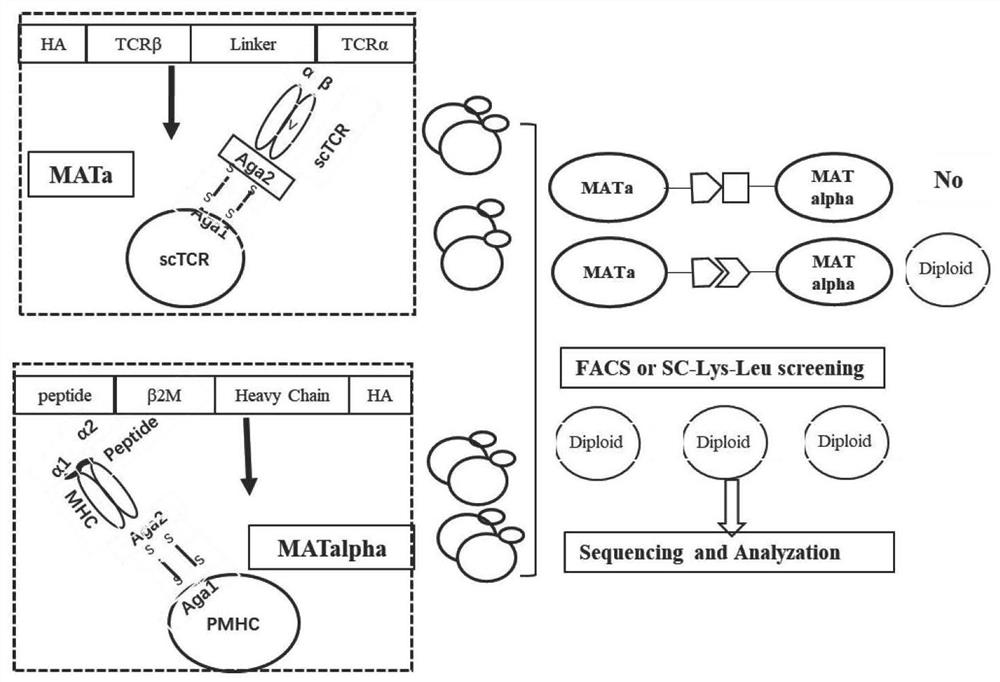 Method for rapidly identifying high-affinity TCR antigenic cross-reaction activity