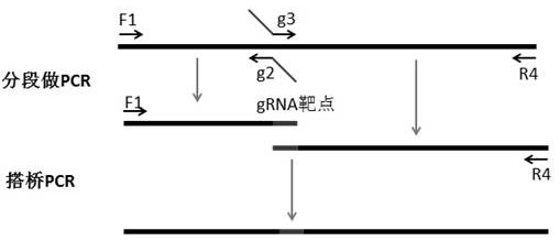 HTT's CRISPR/Cas9-gRNA targeting sequence pair, plasmid and HD cell model