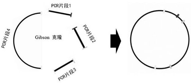 HTT's CRISPR/Cas9-gRNA targeting sequence pair, plasmid and HD cell model