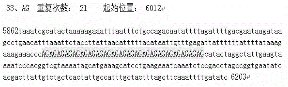 SSR (Simple Sequence Repeat) core primer group developed based on whole genome sequence of foxtail millet and application of SSR core primer group