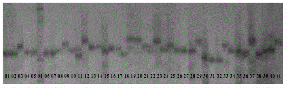 SSR (Simple Sequence Repeat) core primer group developed based on whole genome sequence of foxtail millet and application of SSR core primer group