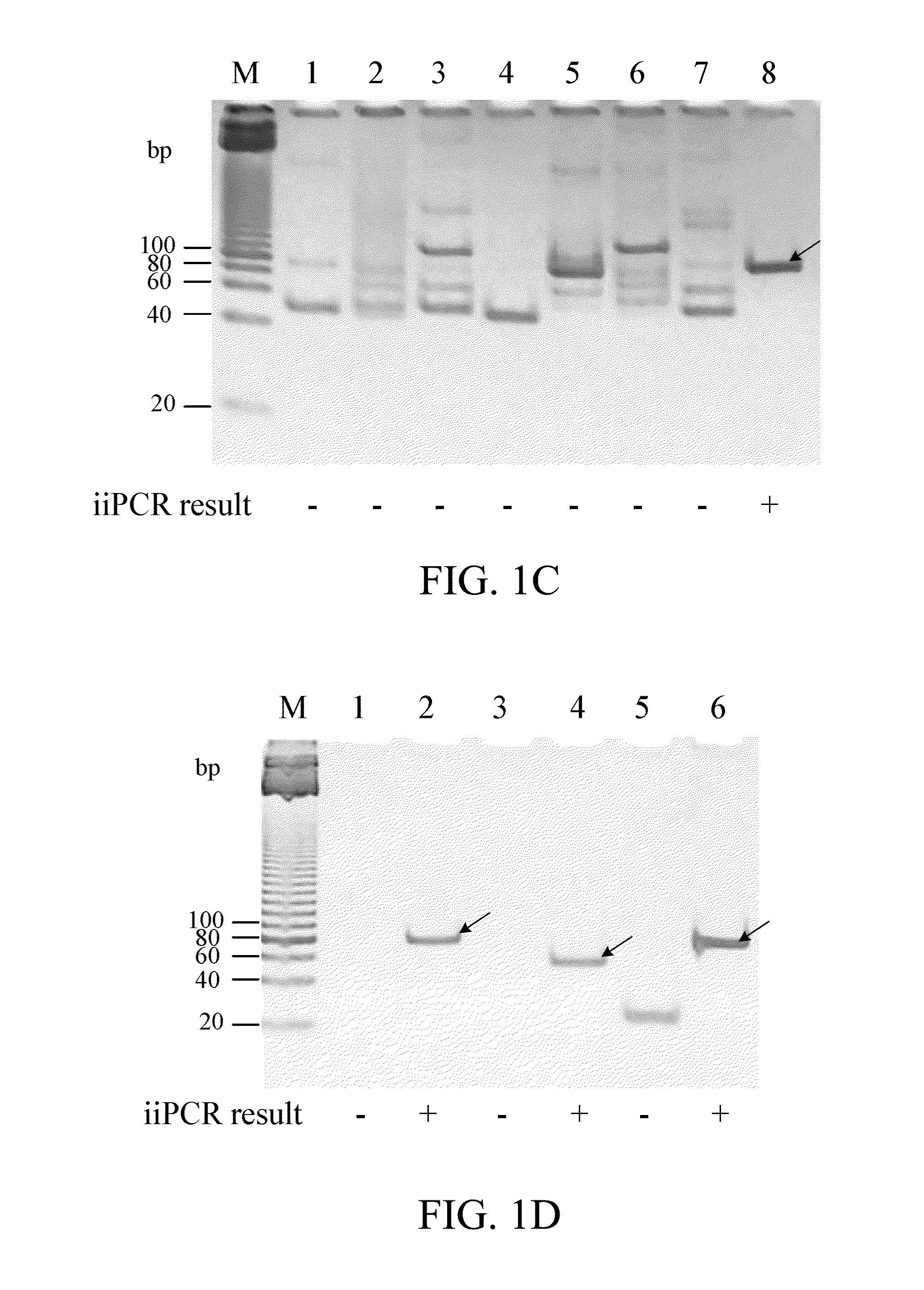 Methods for detecting pathogen in coldwater fish