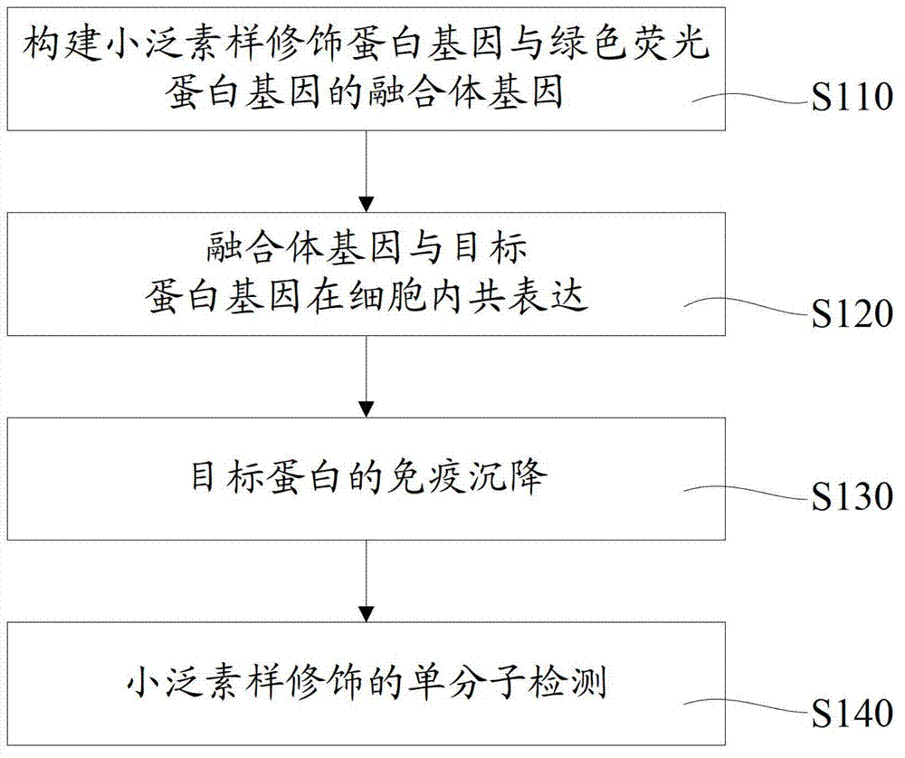 Biological detection method for small ubiquitin-like modification