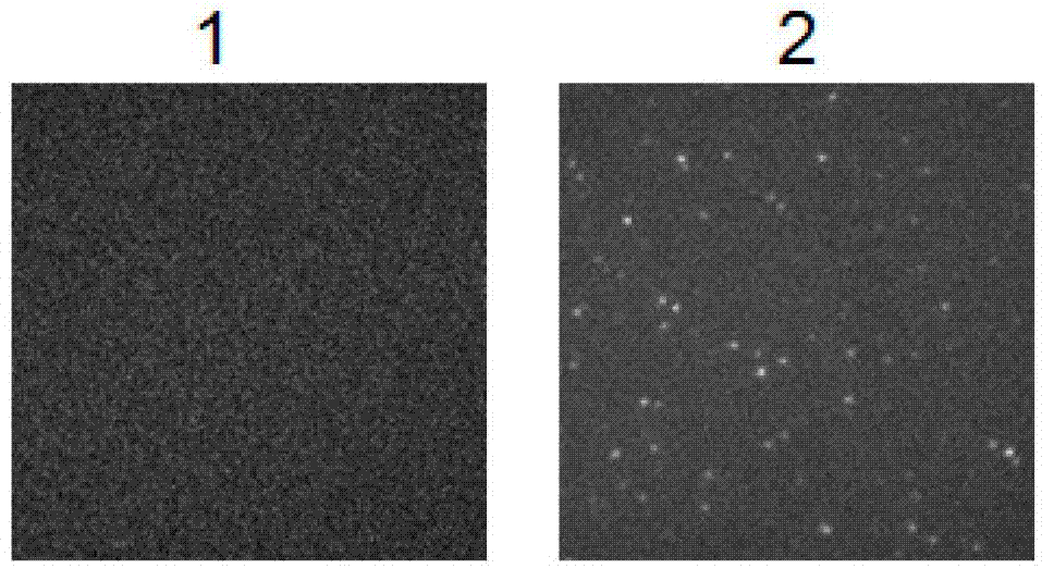 Biological detection method for small ubiquitin-like modification