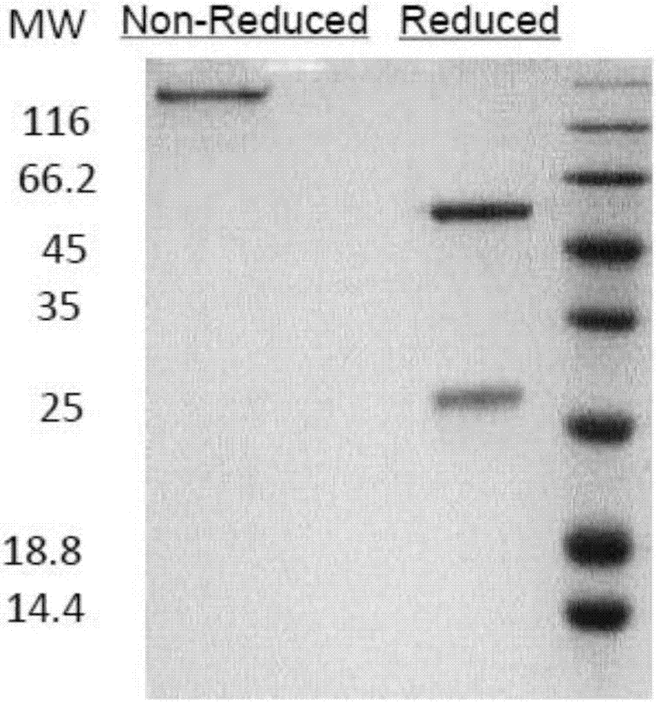 Anti-CTLA4-anti-PD-1 bifunctional antibody, pharmaceutical composition and use thereof